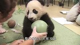 大熊猫玩雪人，不小心掰断雪人脑袋，请憋住别笑
