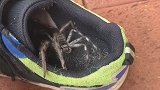 澳大利亚一母亲发现儿子鞋子里藏着巨大猎人蜘蛛