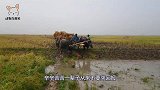 一头牛被石头绊了一下，“牛脾气”瞬间就上来了，镜头拍下全过程
