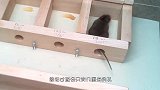 家里有老鼠，男子一气之下在家摆了1000个老鼠夹，结果悲剧了