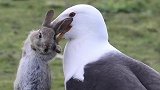 海鸥，兔兔这么可爱，一定要多吃兔兔