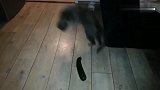 猫咪为什么怕黄瓜，有知道的吗