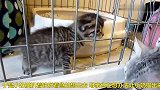 小奶猫想逃出笼子，一次次失败后并不放弃，结果是这样