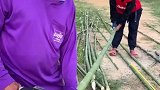 实心的竹子有见过吗，不知道我们这边有没有