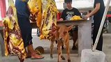 妈妈在牛肉摊被杀，小牛犊看着可怜巴巴