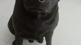 看我家狗狗学猪叫像不像