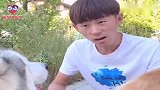 二哈跟主人要饺子吃说给留一半，吃完后主人一看：这狗不二啊！