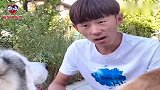 二哈跟主人要饺子吃说给留一半，吃完后主人一看：这狗不二啊！