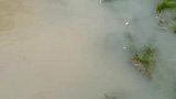 暴雨洪水之时，是消灭红火蚁最佳的时机
