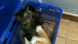 猫咪打架，这有点厉害呀