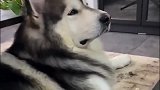 在办公室长大的阿拉斯加犬，它在公司里好吃懒做，游手好闲