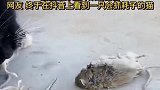 网络上惊现一只会抓老鼠的猫。