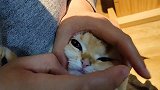 猫吃驱虫药也分简单和困难模式，是智商的短板，还是暴躁的脾气？