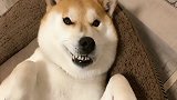 龇牙咧嘴的柴犬！照我看，这狗子八成是宠物店打折买的！