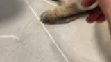 猫放开我，别动我的猫腿！