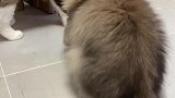 猫：放开我，别动我的猫：腿！