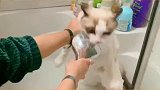 好猫/破猫洗澡吸猫 洗澡