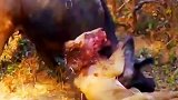雄狮想要捕猎水牛，结果惨遭水牛反杀，堂堂草原之王也有今天