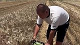 没有收割机只能用电锯