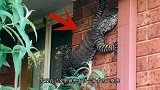 1米“大壁虎”闯入居民家，消防员一把捉住后，没想到是它！