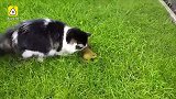 猫咪调戏小牛蛙，夸完人家又上手摸
