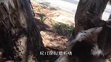 长颈鹿和同伴互相看不顺眼，脖子都给打歪了，这得下手多狠啊！