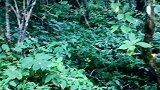 天净沙秋思。