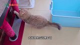 猫钻盒子是天性？？难道我家的两只是柴犬！我的猫咪出了错？