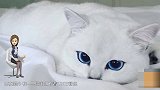 世界上眼睛最美猫眼睛：一双蓝眼睛 让它拥有120万粉丝