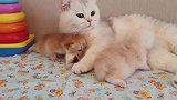 猫妈把刚出生两周的奶猫当枕头，网友：这是亲妈干的事