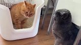 橘猫说你给我等着