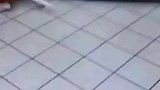 狗狗和宝宝半夜干这事