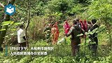 被捕获豹子被咬死为假消息，只是被麻醉捕获