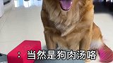 金毛不只是狗