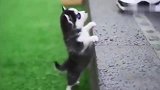 小奶狗真可爱，屁颠屁颠的追着主人跑，真怕它被主人给踩到
