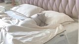 主人准备去上班看到猫咪还在床上睡觉
