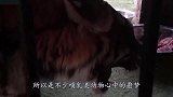 当推土机闯入老虎的领地，老虎大战推土机，镜头拍下它惨烈下场