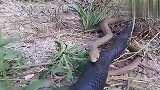 蛇真是冷血动物，看这眼镜王蛇吃眼镜蛇的样子够残酷！