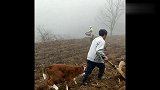 大牛正在耕田，接下来一刻小牛的举动，真是太逗了！