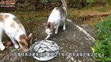 猫咪遇到海豹，猫-你到底是不是鱼？要是鱼就归我吃！