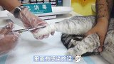 买错笼子，导致猫咪脚趾坏死，这是个怎样的笼子？