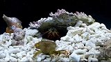 海中拳王螳螂虾，一锤下去粉身碎骨