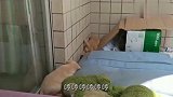 捡回来小奶狗第9天，吵闹找妈妈打瞌睡不愿睡觉，这动作好好笑