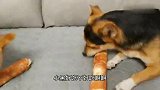 狗狗大病初愈，主人买来零食改善狗狗生活，大口吃肉超过瘾！得劲