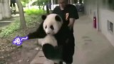 第一次听到熊猫叫声，这声音也太可爱了吧！