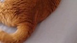 猫：抱着我的小鱼干睡觉就是舒服！