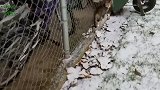 雪地里的猫咪，这眺望着远方的模样，好可爱呢！