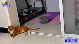 这只胖公猫太霸道，主人让它起来运动，胖猫突然发火挨个揍小猫