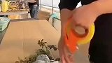 绿植打包过程，涨见识了