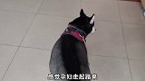 小败家还有 八九天就要降临了…好恐怖！萌宠出道计划 萌宠嘉年华